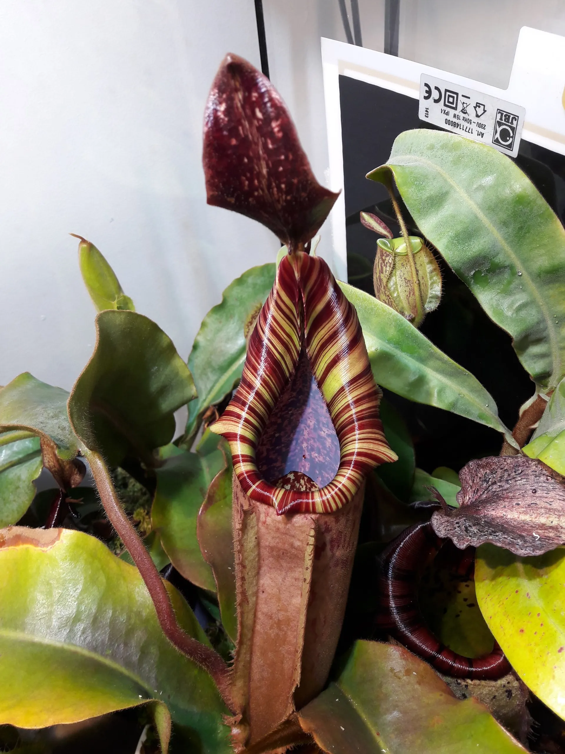 P.veitchii limited species 3 edition④ BACK PLAIN PLANTS | P.Veitchii limited species 3rd edition
